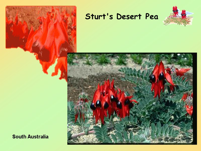 30 Sturt's Desert Pea South Australia